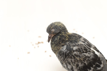 wheat grain, pigeon, scattered underfoot