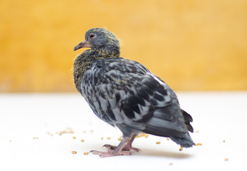 wheat grain, pigeon, scattered underfoot