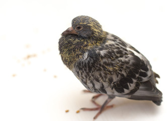 wheat grain, pigeon, scattered underfoot