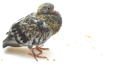wheat grain, pigeon, scattered underfoot