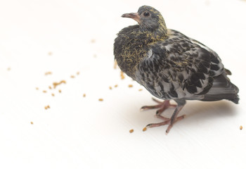 wheat grain, pigeon, scattered underfoot