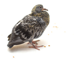 wheat grain, pigeon, scattered underfoot