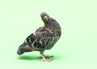 baby pigeons on a green background