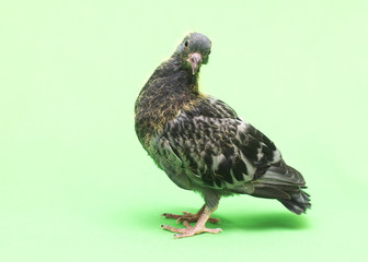 baby pigeons on a green background