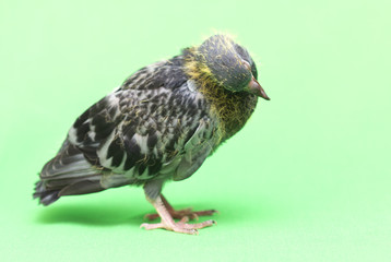 baby pigeons on a green background