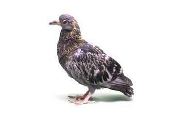 baby pigeons on a green background