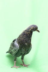 baby pigeons on a green background