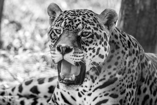 Leopard portrait, Panthera Pardus, bold contast in black and white