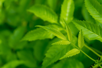 abstract natural green leaves background