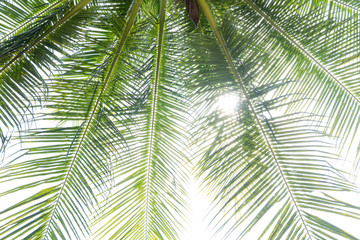 abstract green coconut leaves background