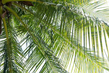 Obraz na płótnie Canvas abstract green coconut leaves background