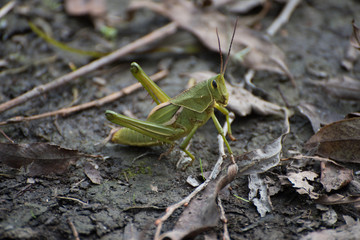 LANGOSTA, SALTAMONTES