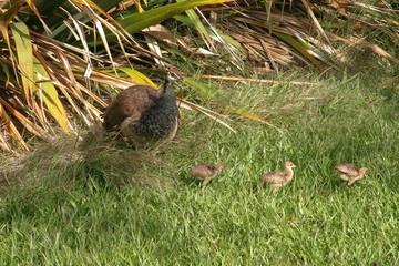 New Zealand birds - North Island near Rotorua