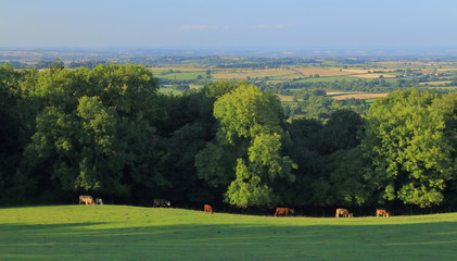 Fototapeta na wymiar Herd of cows graze on the farmland in Somerset