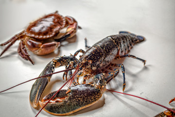 Homard lobster
