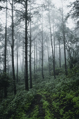 Obraz premium Pine in the rainy season And fog