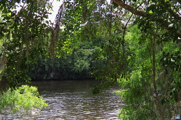 Suwanee River bank