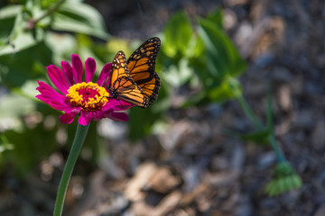 Monarch butterfly on magenta flower in sunshine