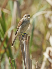 Red-backed shrike (Lanius collurio)