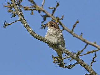 Red-backed shrike (Lanius collurio)