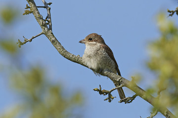 Obraz premium Red-backed shrike (Lanius collurio)