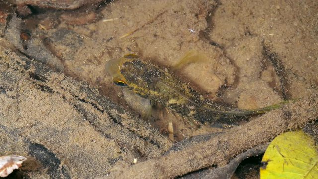 Amazonian cichlid fish brooding its young in the wild. Both male and female cichlids look after their babies. In a shallow rainforest pool in the Ecuadorian Amazon.