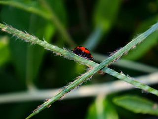 Beautiful Close up photo of ladybug on the branch of grass isolated with Blurred green Background.