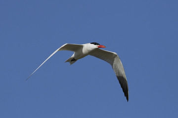 Caspian tern (Hydroprogne caspia)