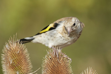 European goldfinch (Carduelis carduelis)