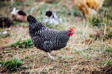 A bard rock chicken on an upstate New York farm