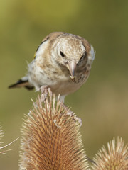European goldfinch (Carduelis carduelis)