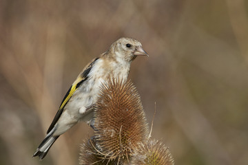 European goldfinch (Carduelis carduelis)
