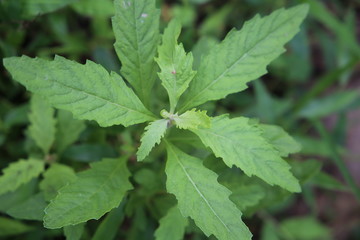 Top View of green leaves