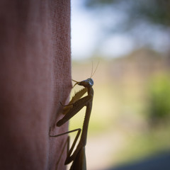 beautiful mantis isolated
