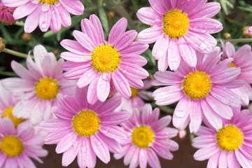 Obraz premium margherite rosa in fiore