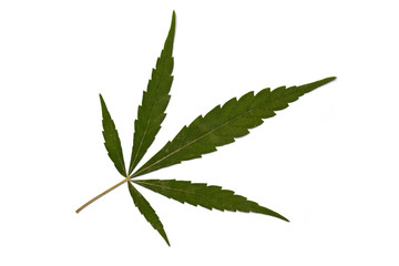 Dried cannabis leaves, marijuana isolated on white background, Happy life with cannabis lea
