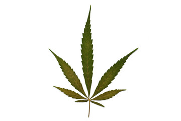 Cannabis leaf, marijuana isolated on white background.  Rich luxury happy life with cannabis.