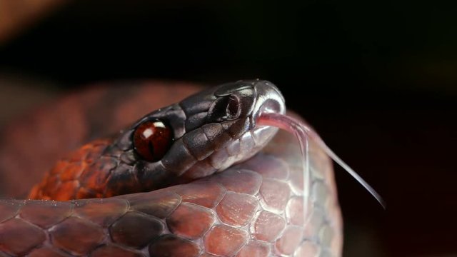 Tropical Flat Snake (Siphlophis compressus) flicking its forked tongue in slow motion
