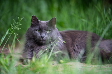 Naklejka na ściany i meble Gray longhair cat in the tall grass.