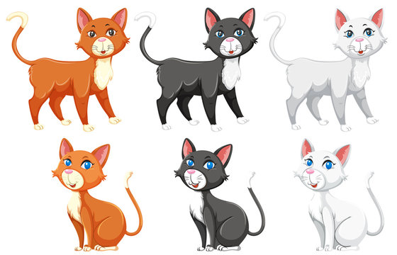 A set of different cat