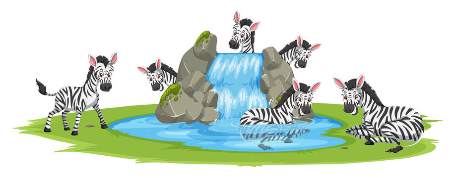 Zebra at the pond