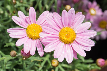 Obraz premium margherite rosa in fiore