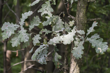 Sick leaves of oak.