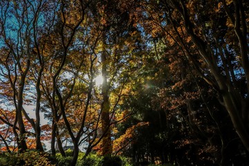 Sunbeams through the trees