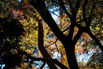 Looking up at the sky through the tree branches and the colorful leaves