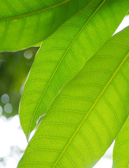 green leaves natural background wallpaper, leaf texture,