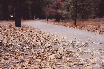 Fallen leaves on a hiking path in Yosemite National Park, California, USA