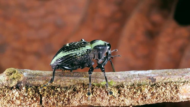A strange looking weevil walks along a branch in the rainforest, Ecuador.