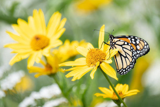 Fototapeta A monarch butterfly climbs on a yellow flower