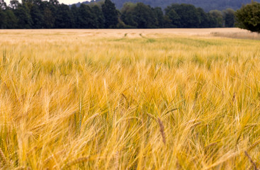 Fototapeta premium The filed of oat on the countryside near Domazlice. It is situated in Czech republic in Europe. There is beautiful sunset.